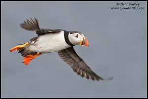 Atlantic Puffin (Fratercula arctica) flying along the coastline of Newfoundland, Canada.