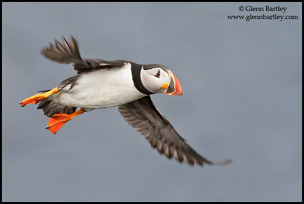 Atlantic Puffin (Fratercula arctica) flying along the coastline of Newfoundland, Canada.
