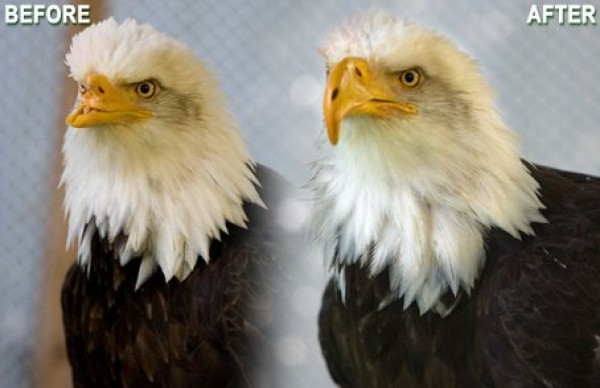 Prosthestic Eagle Photo: Jane Fink Cantwell