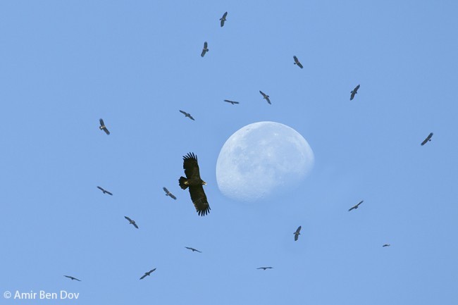 Greater Spotted Eagle with Lesser Spotted Eagles - Ben Shemen 
