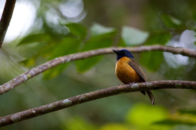 Blue-fronted Flycatcher. Sulawesi.  Photo: Susan Myers