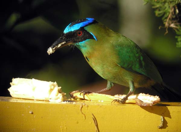 Blue-diademed Motmot at Las Cruces Biological Station, Costa Rica
