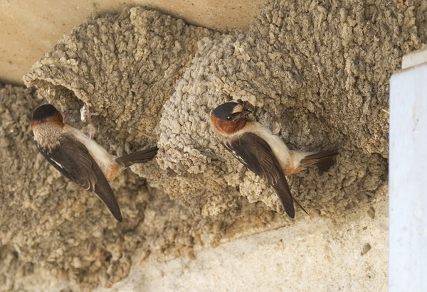 Cliff Swallows at their nests. Photo by Kenn Kaufman.