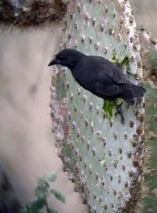 A Common Cactus-Finch gets its moisture from a prickly pear pad.