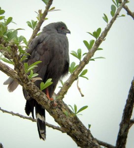 Crane Hawk, Geranospiza caerulescens