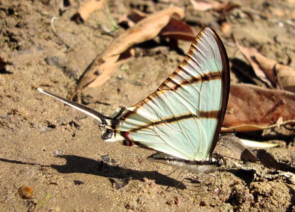 Eurytides salvini, Salvin's Kite Swallowtail