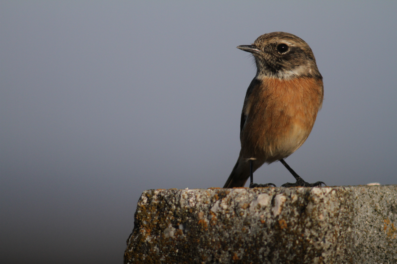 Stonechat Extremadura Steppe Dale Forbes Digiscoping