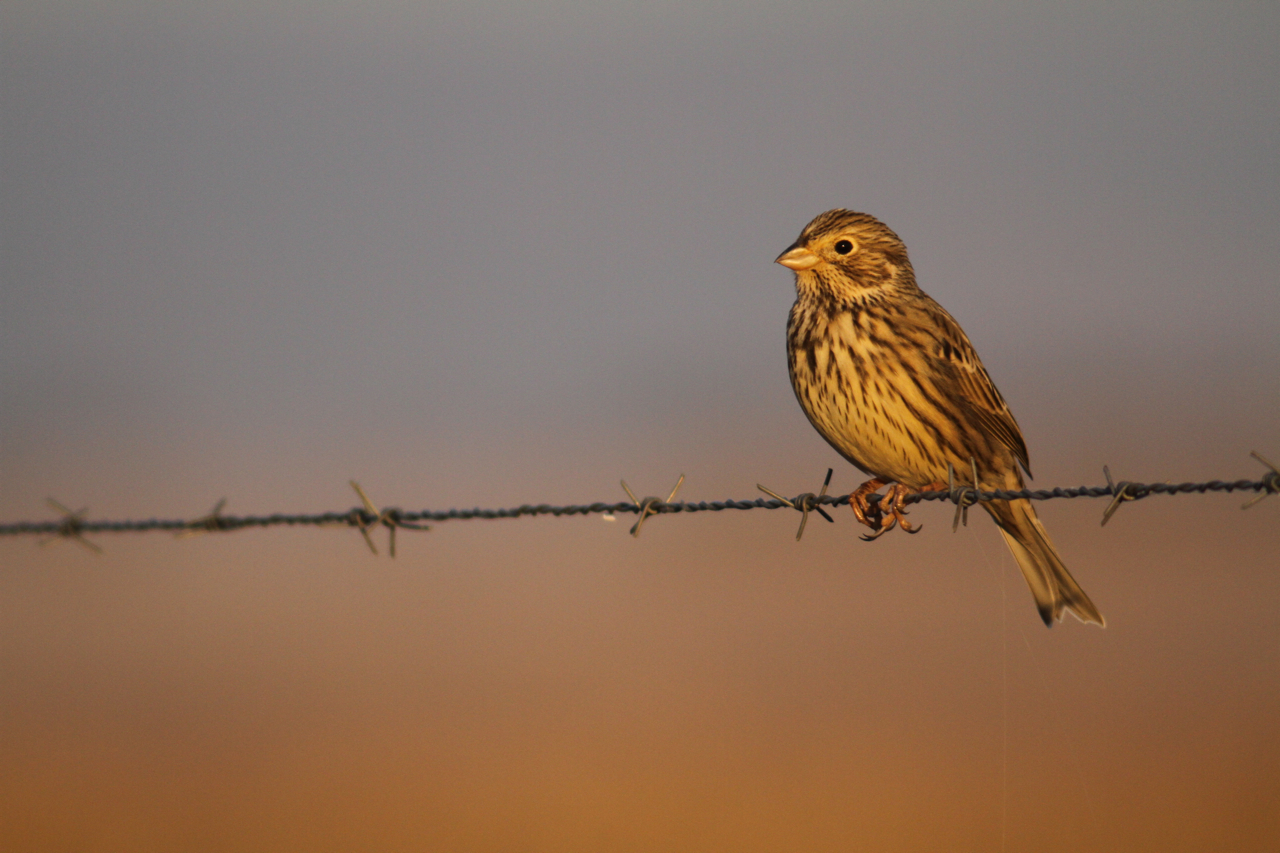 Corn Bunting Extremadura Spain Steppe Bird Digiscoping Dale Forbes