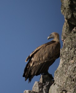 Griffon Vulture digiscoped on nesting cliff in Monfragüe National Park, Extremadura, Spain