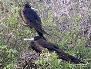 females of Great Frigatebird (top) and Galapagos Frigate (bottom)