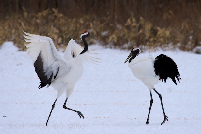 Top 50 Asian Birds, 4