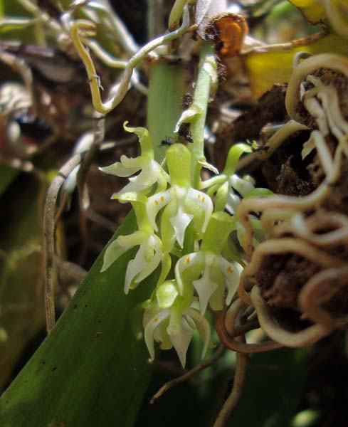 Notylia barkeri orchid
