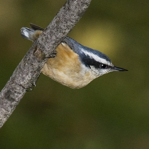 Red-breasted Nuthatches and their wandering ways