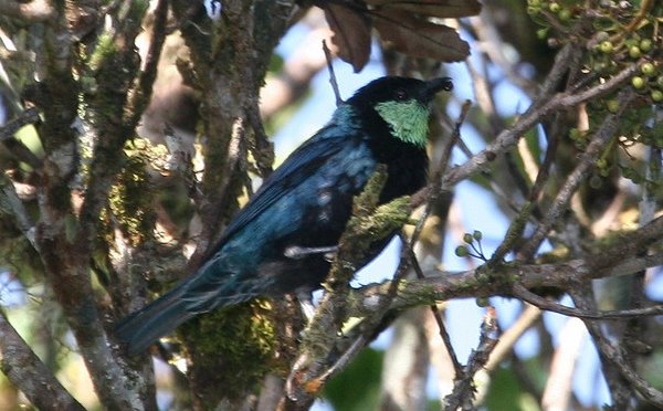 Birding Sira Mountains, Peru