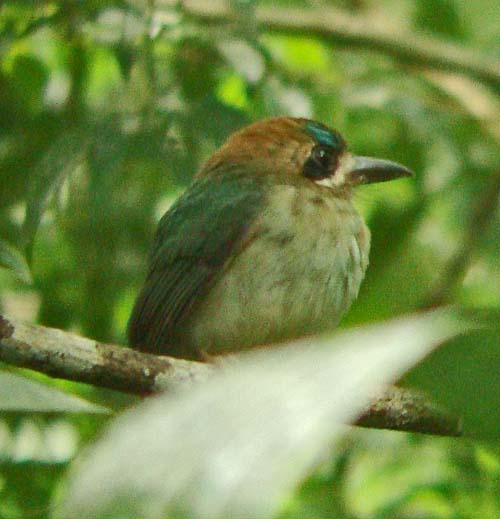 Tody Motmot at Chan Chich Lodge, Belize