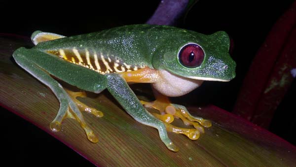 Agalychnis callidryas, Red-eyed Treefrog in Costa Rica by Rich Hoyer