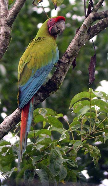 A Great Green Macaw at La Selva, Costa Rica