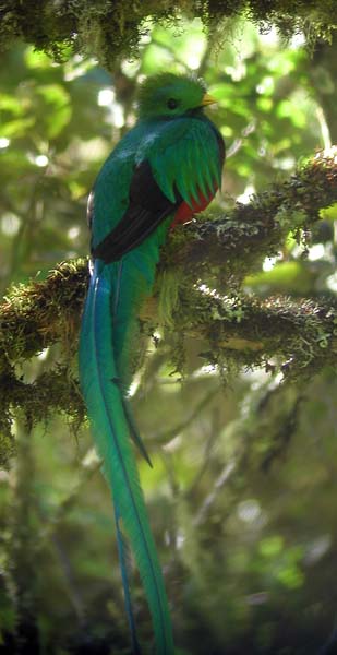 Resplendent Quetzal, Pharomachrus mocinno in Costa Rica by Rich Hoyer