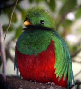 Resplendent Quetzal, Pharomachrus mocinno in Costa Rica by Rich Hoyer