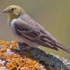 Cinereous-bunting-at-Petrified-Forest