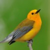 Prothonotary Warbler - naathas