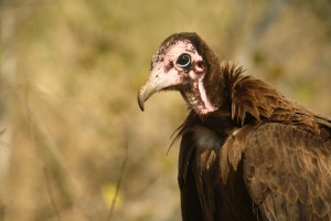 South Africa’s 8 Vultures – BIRDINGBLOGS.COM