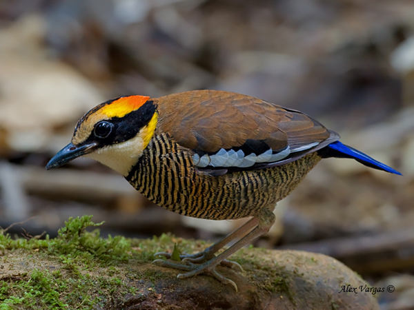 Banded Pitta - Female by Alex Vargas