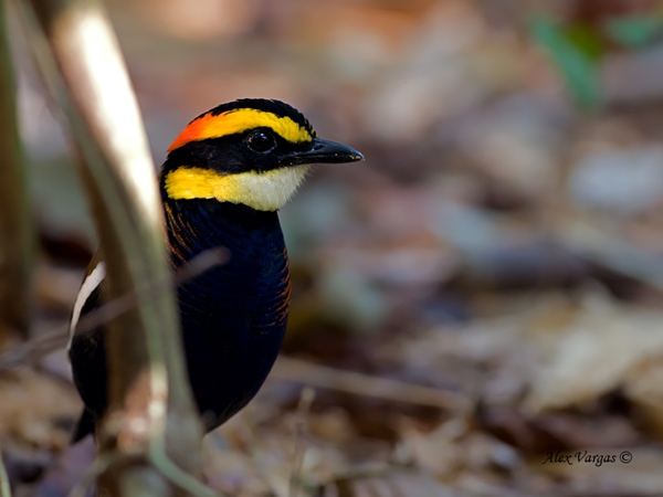 Banded Pitta - male - hiding