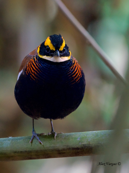 Banded Pitta - male - on a bamboo