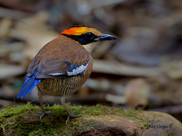 Banded Pitta - female - just checking