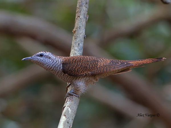Banded Bay Cuckoo by Alex Vargas, Thailand 2011