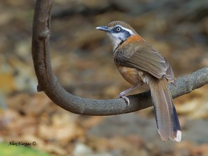 Lesser-necklaced Laughingthrush by Alex Vargas, Thailand 2011