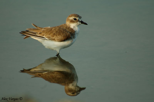 Greater Sand-Plover non breed by Alex Vargas