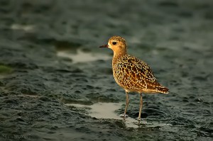 Pacific Golden Plover - molting by Alex Vargas