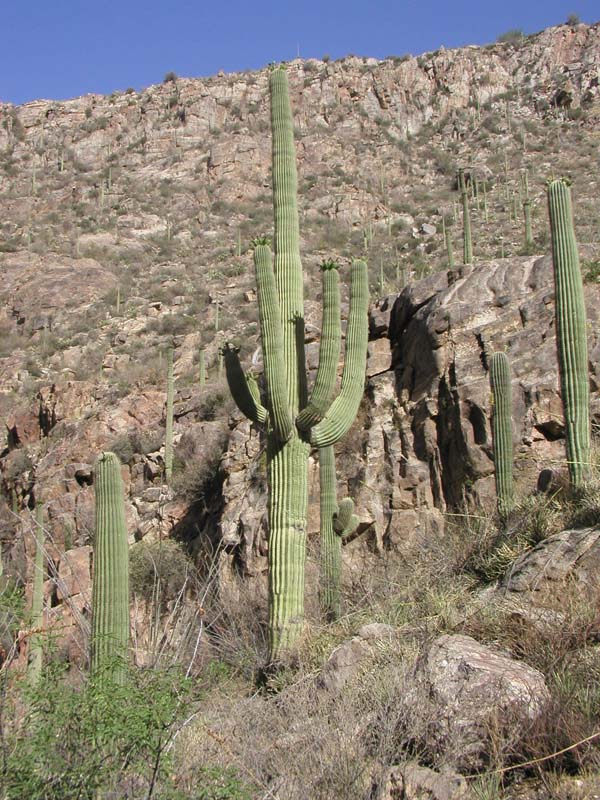 Saguaro Cactus habitat