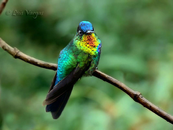 Fiery-throated Hummingbird by Luis Vargas, Costa Rica