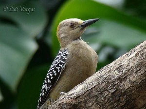 Hoffmanni Woodpecker by Luis Vargas, Costa Rica