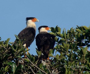 Northern Crested Caracara by Luis Vargas, Costa Rica