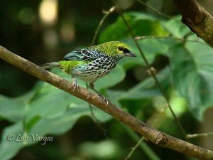 Speckled Tanager by Luis Vargas, Costa Rica