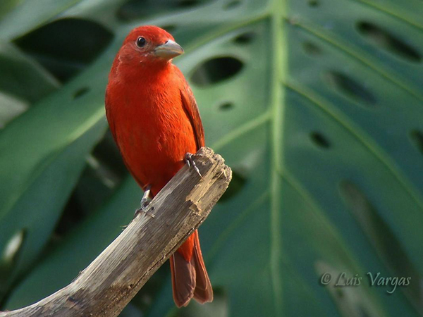 Summer Tanager by Luis Vargas, Costa Rica