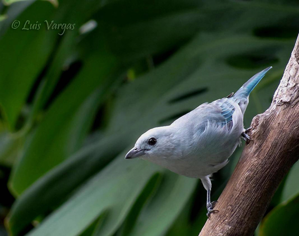 Blue-gray Tanager by Luis Vargas, Costa Rica