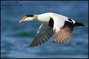 Common Eider (Somateria mollissima) flying in Churchill, Manitoba, Canada.