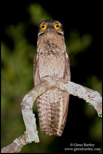 Common Potoo (Nyctibius griseus). Photo: Glenn Bartley