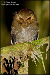 Long-whiskered Owlet (Xenoglaux loweryi) at Abra Patricia area of northern Peru. Photo: Glenn Bartley