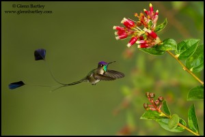Marvelous Spatuletail (Loddigesia mirabilis) flying while feeding at a flower in Peru. Photo: Glenn Bartley