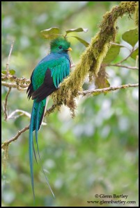 Resplendent Quetzal (Pharomachrus mocinno) perched on a branch in Costa Rica. Photo: Glenn Bartley