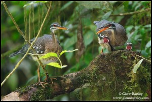 Sunbittern (Eurypyga helias) nesting and feeding chicks along a river in Costa Rica. PHoto: Glenn Bartley