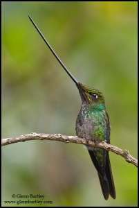 Sword-billed Hummingbird (Ensifera ensifera) perched on a branch in Ecuador.