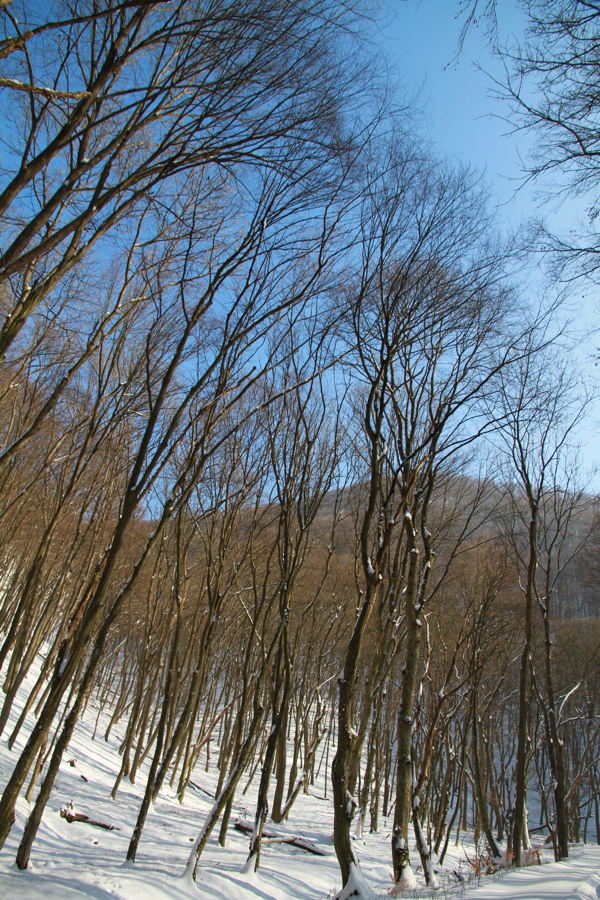 Beautiful winter birding in Bükk Hills, Hungary – BIRDINGBLOGS.COM