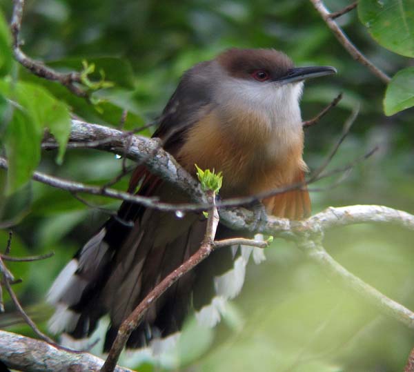 Rich Hoyer showcases six endemic species from the birdy island nation ...